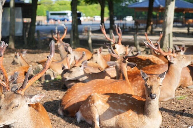 Nara Early Bird Tour (Osaka Departure Option) - Nara Early Bird Tour (Osaka Departure Option): A Practical Look at a Morning Adventure