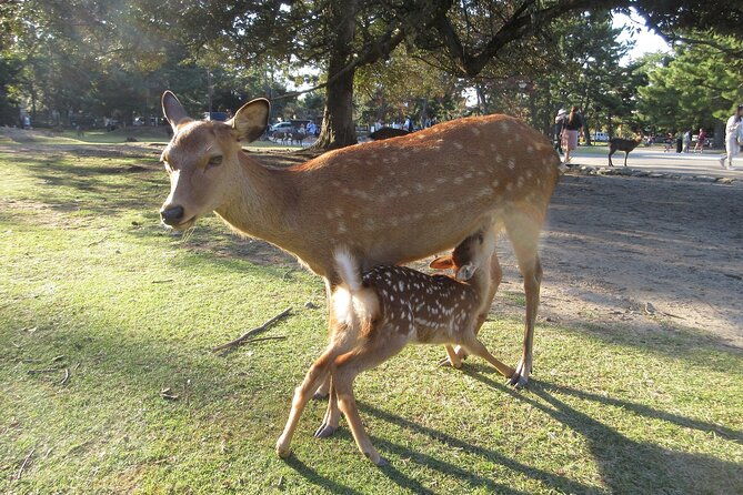 nara-english-guide-giant-buddha-deer-free-in-the-park