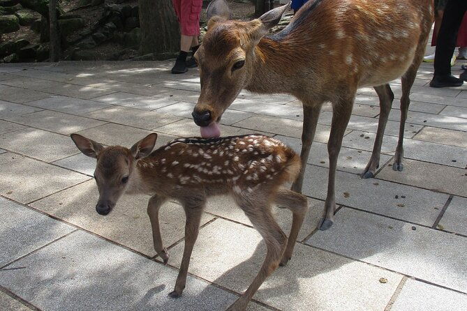 nara-english-guide-giant-buddha-deer-free-in-the-park
