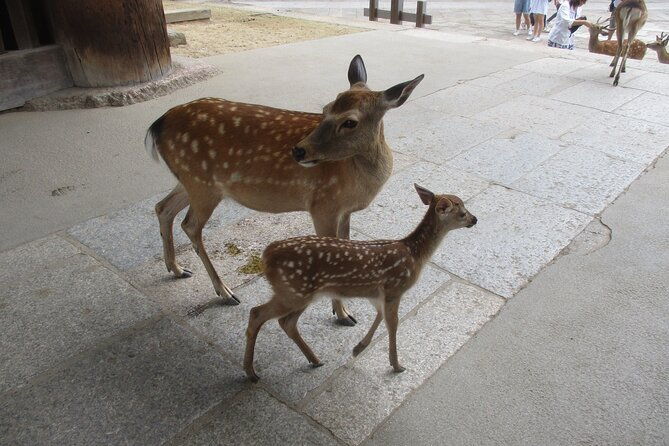 nara-english-guide-giant-buddha-deer-free-in-the-park