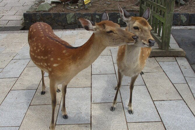nara-english-guide-giant-buddha-deer-free-in-the-park