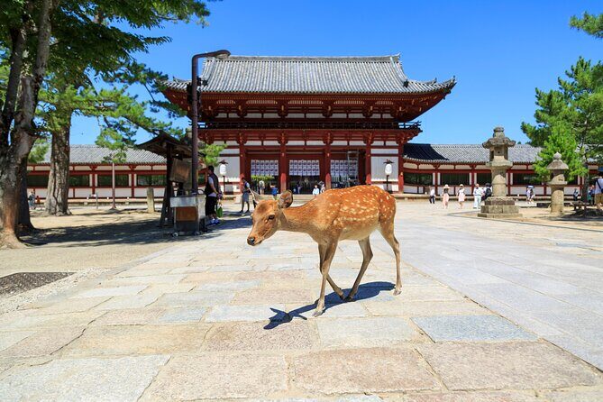 Nara: Enjoy Highlight Of Nara in 3 hours - A Closer Look at the Nara Highlight Tour