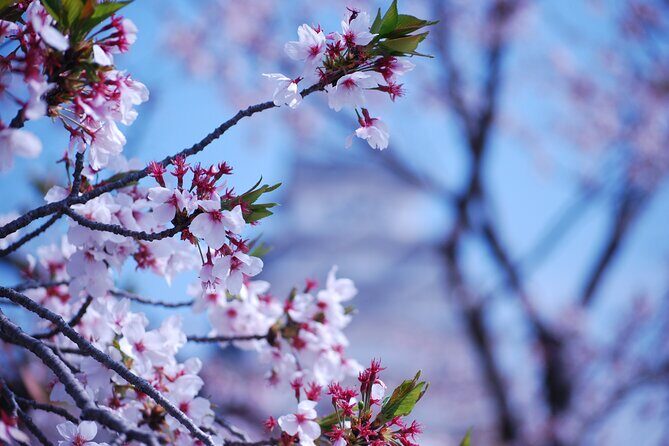 Nara: Enjoy Highlight Of Nara in 3 hours - What’s Included and Practical Details