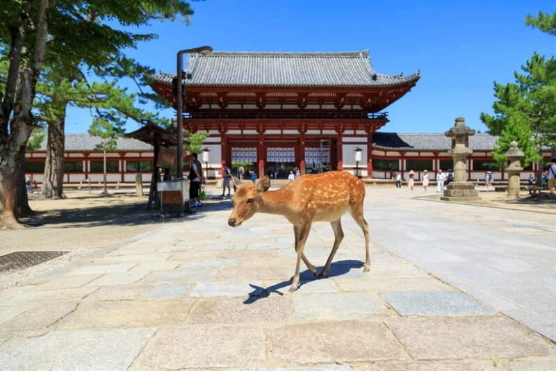 Nara: Enjoy the Highlights of Nara in 3 Hours - Key Points
