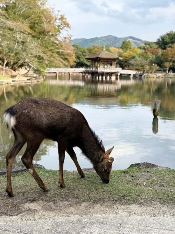 Nara Gardens and Temples Private Guided Tour with Transport - Key Points