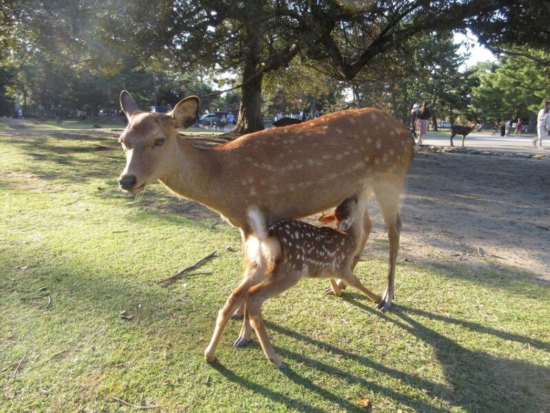 nara-giant-buddha-free-deer-in-the-park-italian-guide