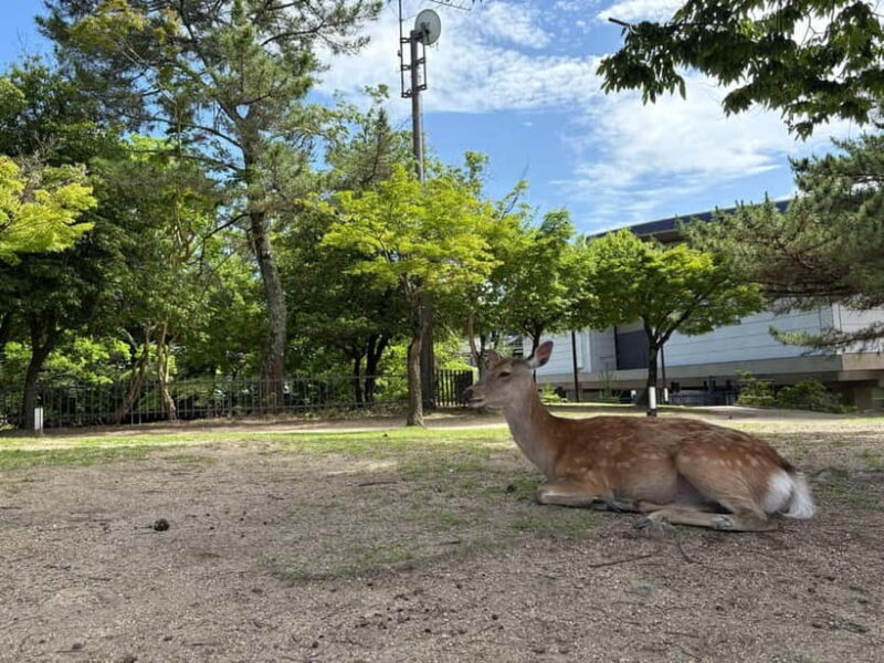 Nara: Guided Tour with Furoshiki Experience and Lunch - Final Thoughts