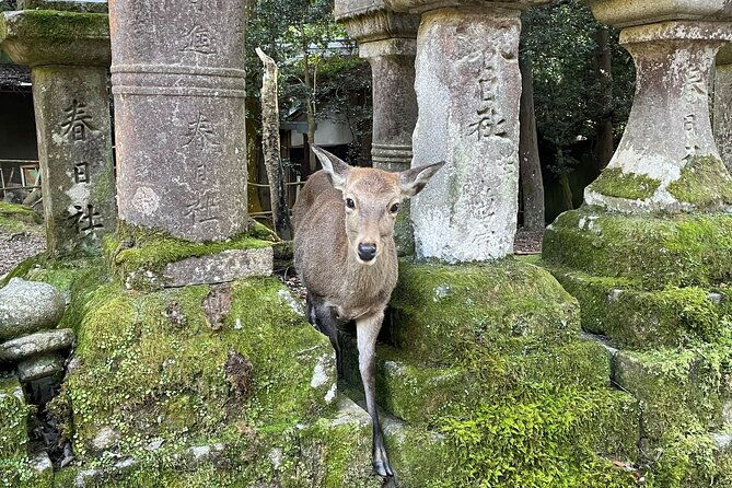 nara-half-day-bus-tour-from-kyoto