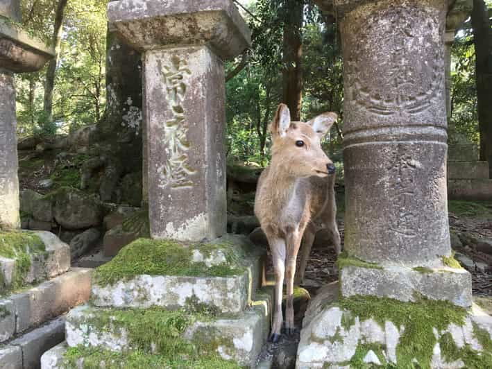nara-half-day-private-guided-tour