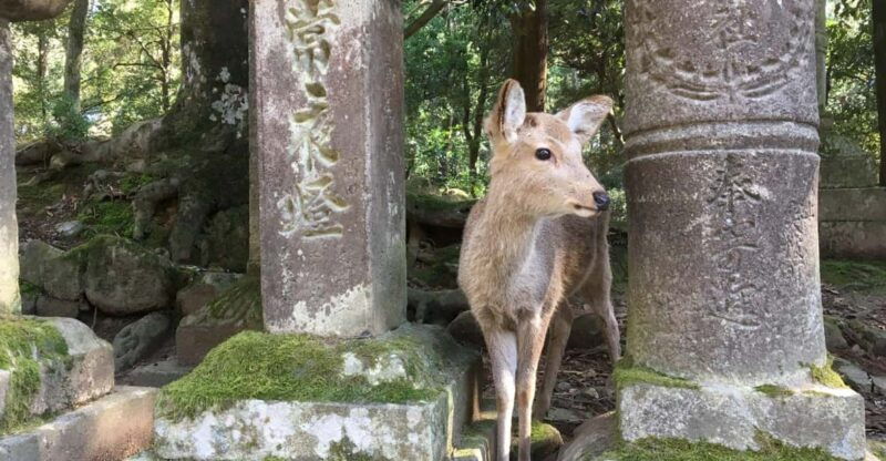 nara-half-day-private-guided-tour
