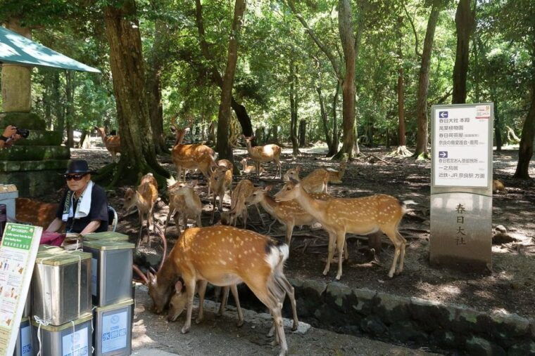 nara-half-day-unesco-heritage-local-culture-walking-tour