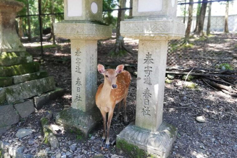 nara-half-day-unesco-heritage-local-culture-walking-tour