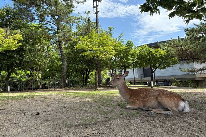 Nara Highlight Walking Tour with Furoshiki Experience with Lunch - The Sum Up