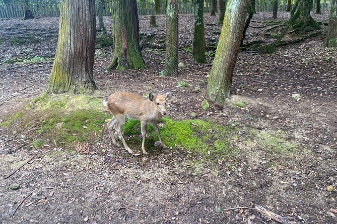 Nara Highlights Guided Tour by Private Car from Osaka - The Cost and Value