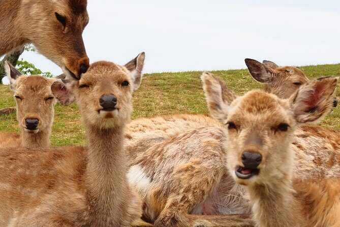 Nara: Hike Mt. Wakakusa and Encounter Wild, Free-Roaming Deer - A Detailed Look at the Tour Experience