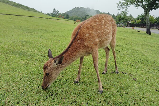 Nara: Hike Mt. Wakakusa and Encounter Wild, Free-Roaming Deer - Final Thoughts