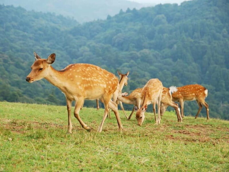 Nara: Hike Mt. Wakakusa and Encounter Wild Free-Roaming Deer - Key Points