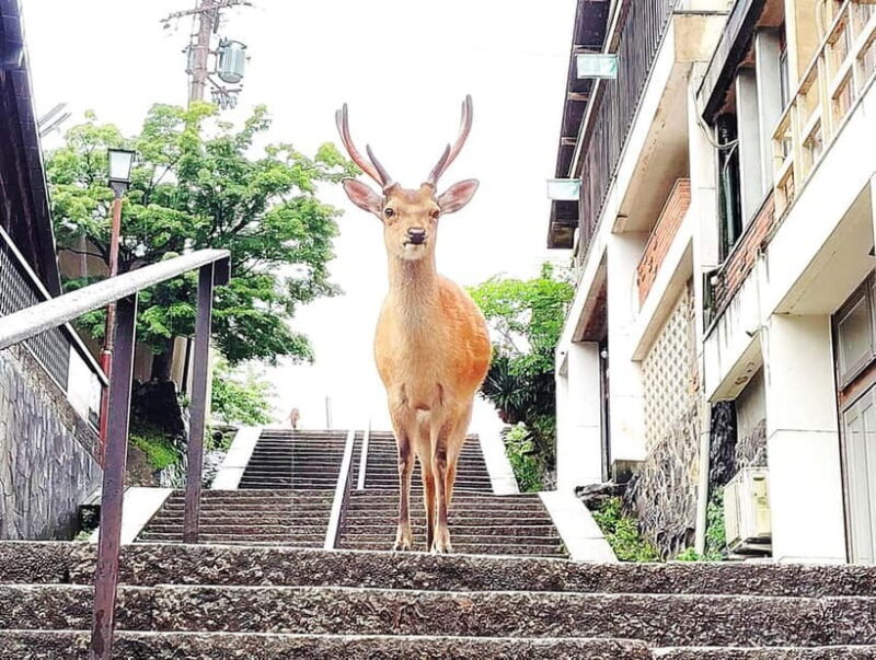 Nara: Hike Mt. Wakakusa and Encounter Wild Free-Roaming Deer - FAQ