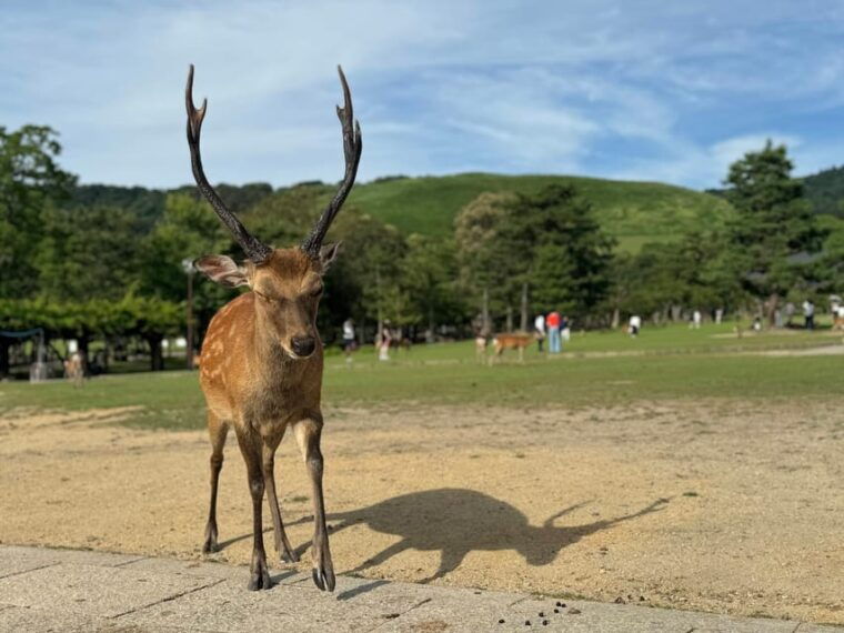 nara-kasuga-taisha-world-heritage-and-sacred-deer-shrine