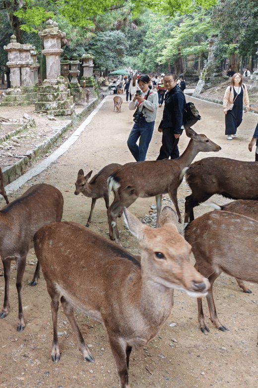 nara-naras-highlights-in-3-hours-private-tour