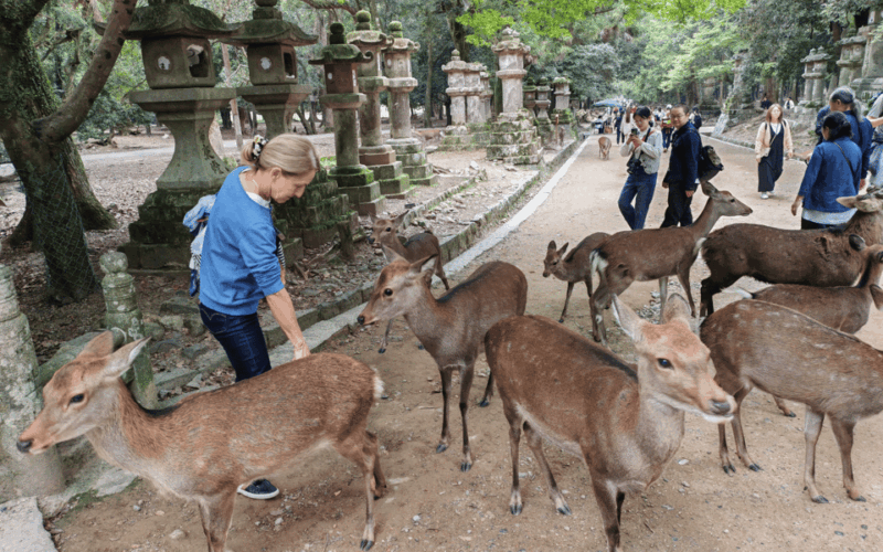 nara-naras-highlights-in-3-hours-private-tour