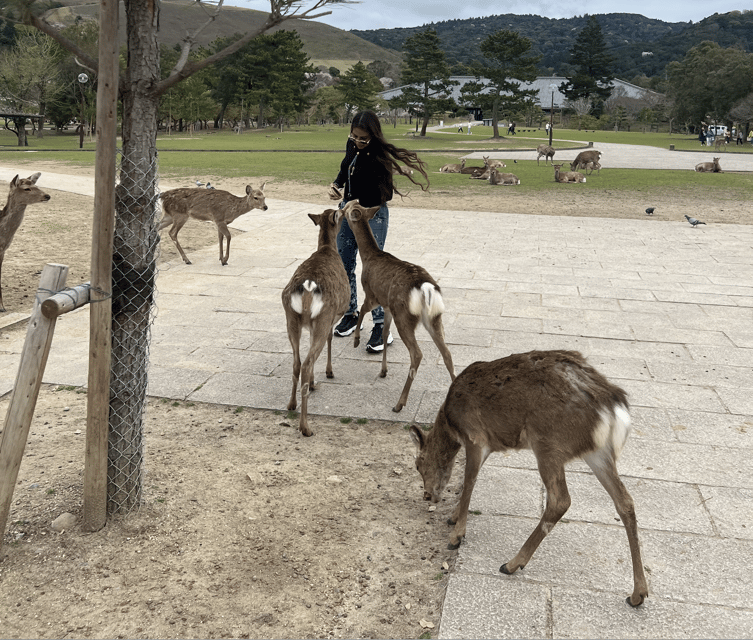 nara-private-custom-tour-with-local-guide