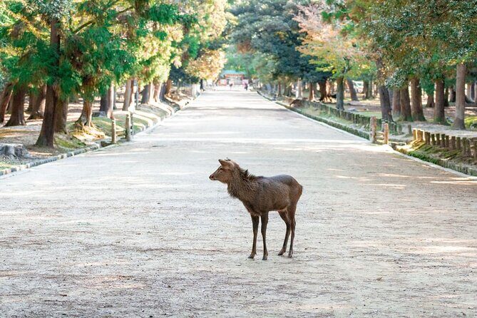 Nara : Private Day Walking Tour (From Osaka/Kyoto Possible) - Key Points