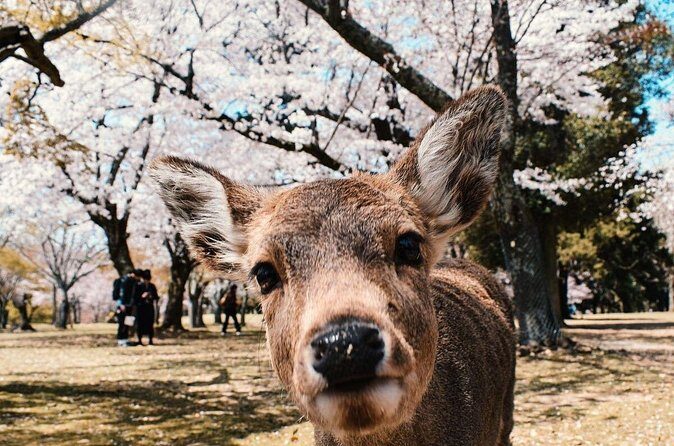 Nara : Private Day Walking Tour (From Osaka/Kyoto Possible) - FAQ