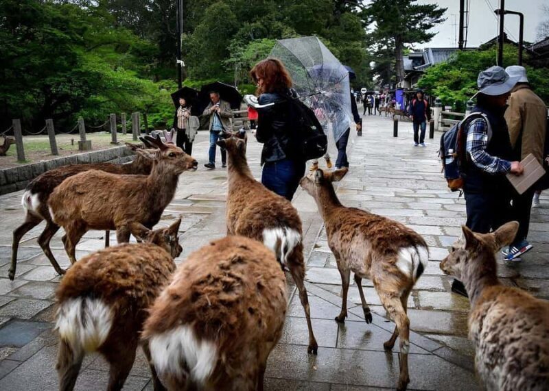 Nara: Private Tour with Car Deer Park & Todai-ji Temple - Key Points
