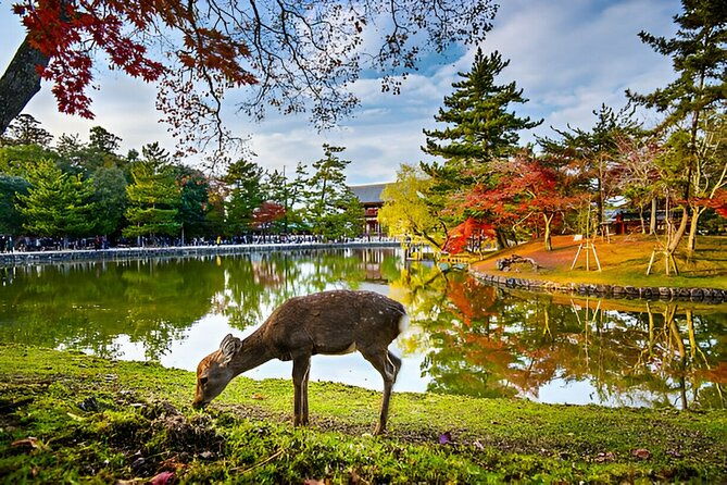 nara-private-tour-with-pick-and-drop-and-english-speaking-driver