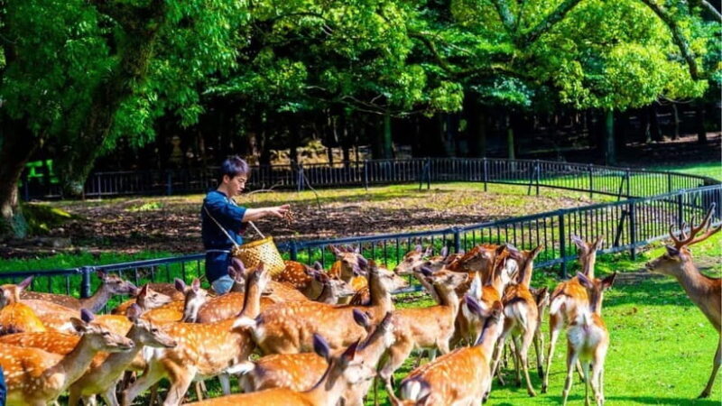 Nara: private walking tour with Deer and Temples - Key Points