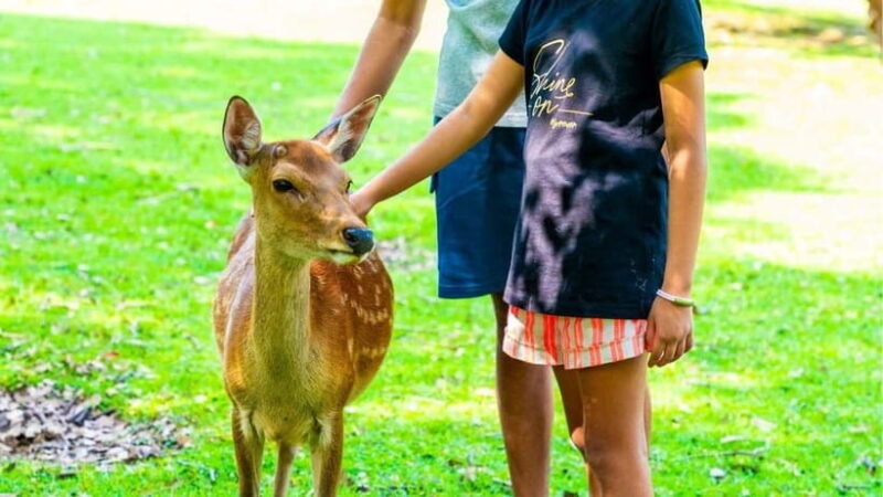 Nara: private walking tour with Deer and Temples - A Closer Look at the Nara Walking Tour