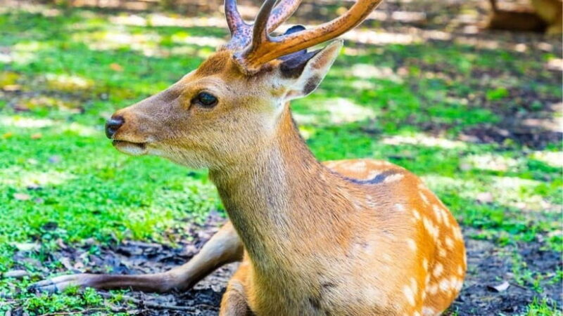 Nara: private walking tour with Deer and Temples - Who Would Love This Experience