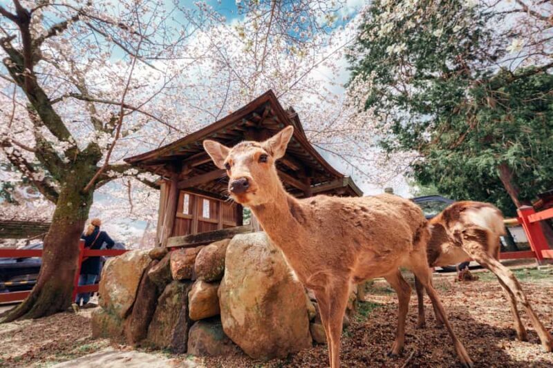 Nara Revealed: Ancient Temples, Sacred Deer & Local Stories - Key Points