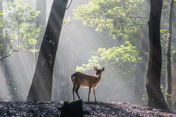 Nara: Sacred Morning Walk with Deer in the Mist - Who Should Consider This Tour