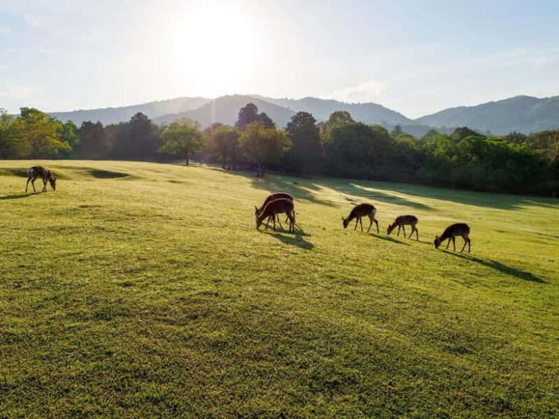 Nara: Sacred Morning Walk with Deer in the Mist - Key Points
