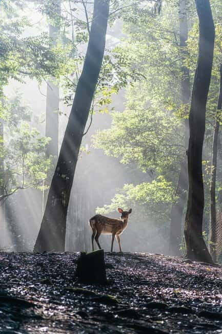 Nara: Sacred Morning Walk with Deer in the Mist - An In-Depth Look at the Experience