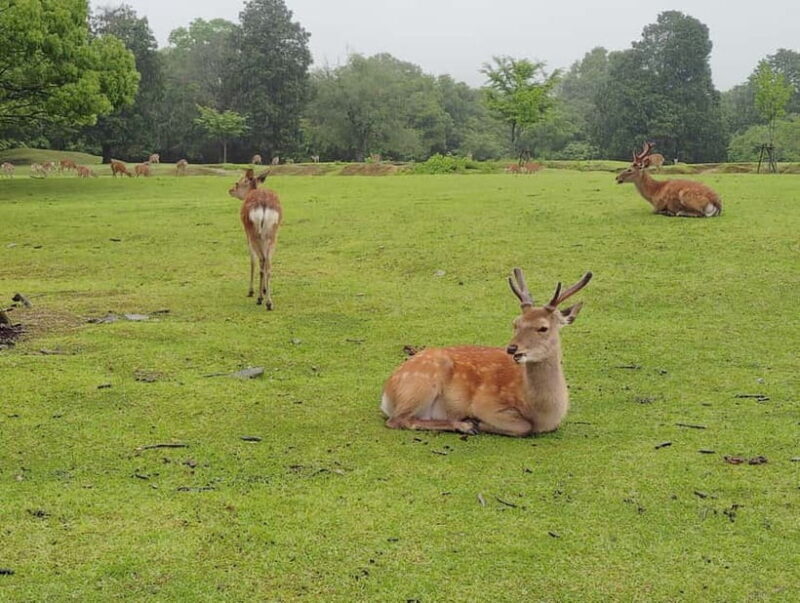 Nara: Sacred Morning Walk with Deer in the Mist - Who Will Love This Experience?
