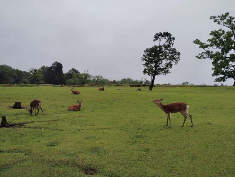 Nara: Sacred Morning Walk with Deer in the Mist - Frequently Asked Questions