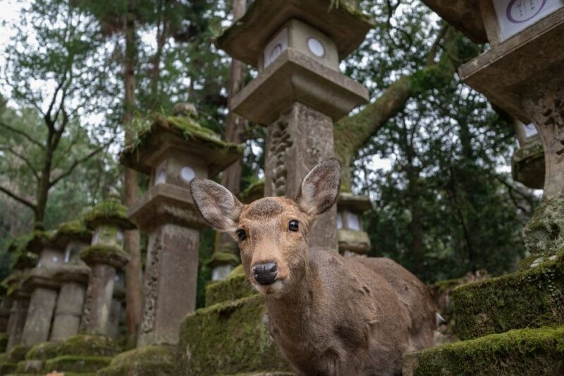 nara-todai-ji-and-nara-park-spanish-guide