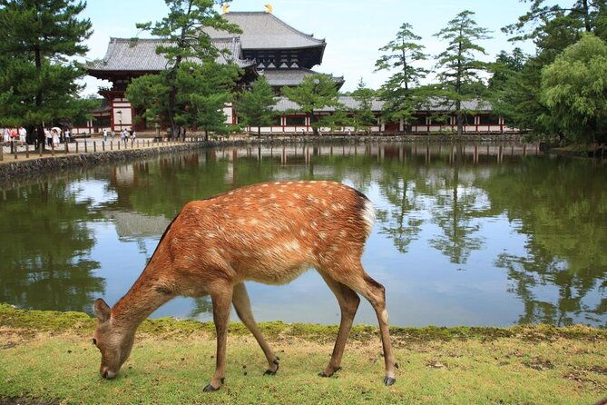 nara-walking-tour-customize-your-itinerary