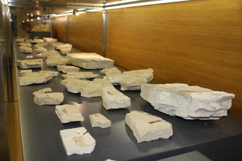 nardo-nardo-lecce-guided-tour-of-the-prehistoric-museum