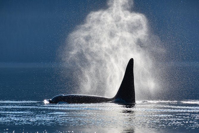 narrated-whale-watching-cruise-with-glacier-view-stop