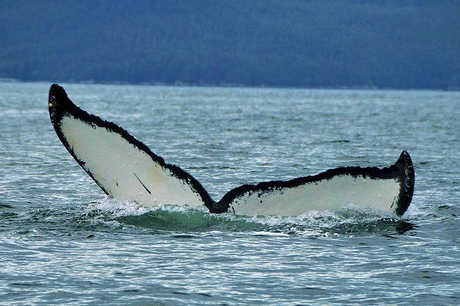 narrated-whale-watching-cruise-with-glacier-view-stop
