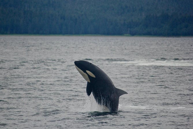 narrated-whale-watching-cruise-with-glacier-view-stop
