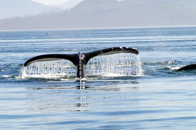 narrated-whale-watching-cruise-with-glacier-view-stop