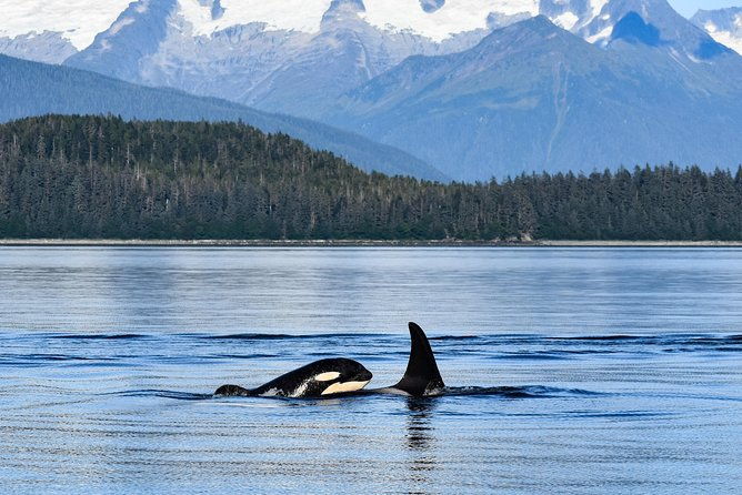 narrated-whale-watching-cruise-with-glacier-view-stop