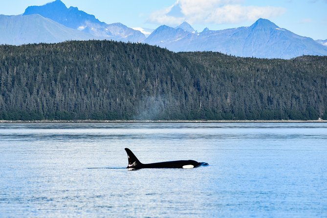 narrated-whale-watching-cruise-with-glacier-view-stop