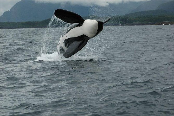 narrated-whale-watching-cruise-with-glacier-view-stop