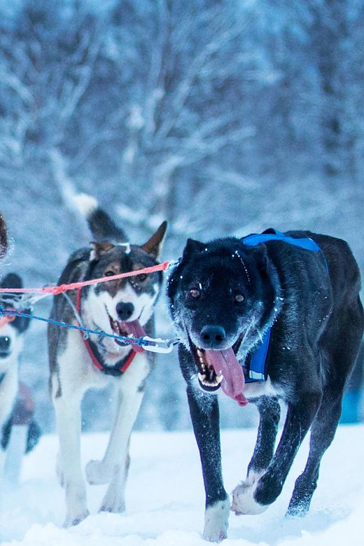 narvik-dog-sledding-with-northern-lights-ceremony